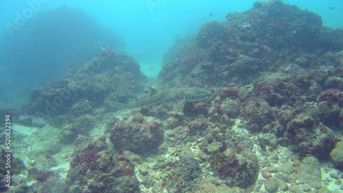 Tawny nurse shark (Nebrius ferrugineus) swimming over reef photo