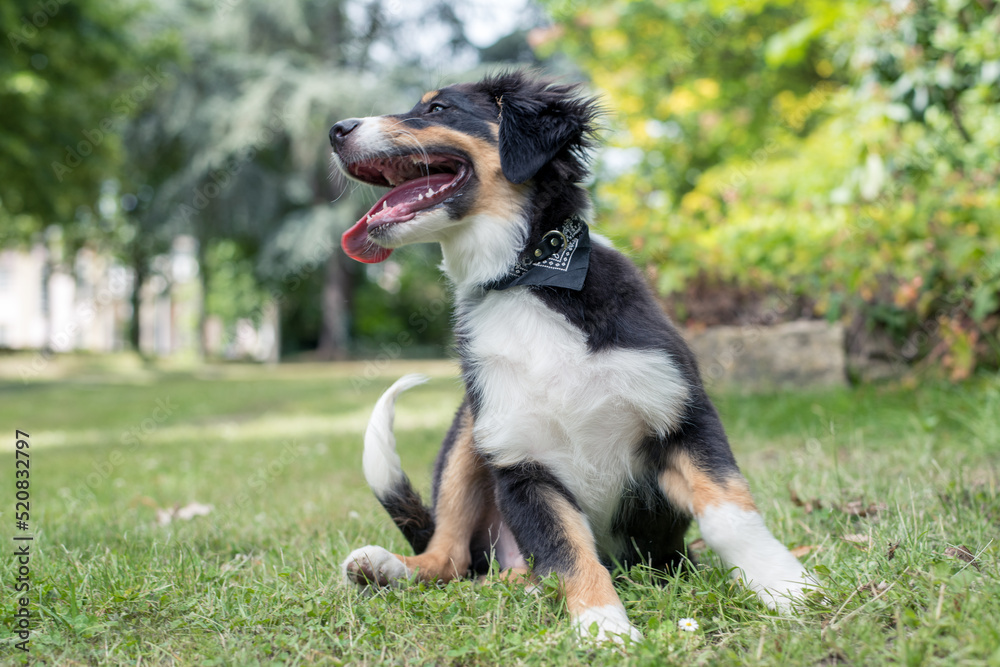 Fototapeta premium Hund beim Spaziergang in der Natur - Australian Shepherd