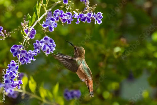 Allen's Hummingbird (Selasphorus sasin) Feeding on Skyflower (Duranta erecta) photo