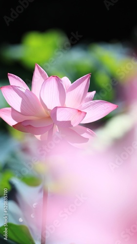 Wallpaper Mural pink water lily Torontodigital.ca