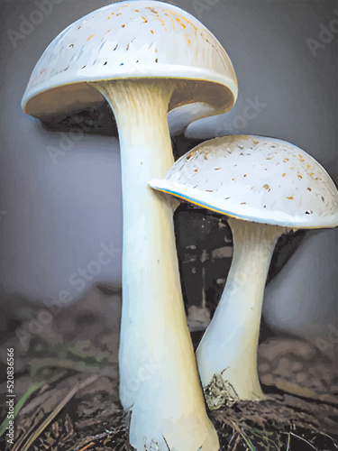 mushrooms on a dark background