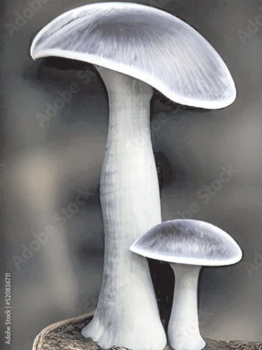 mushrooms on a dark background