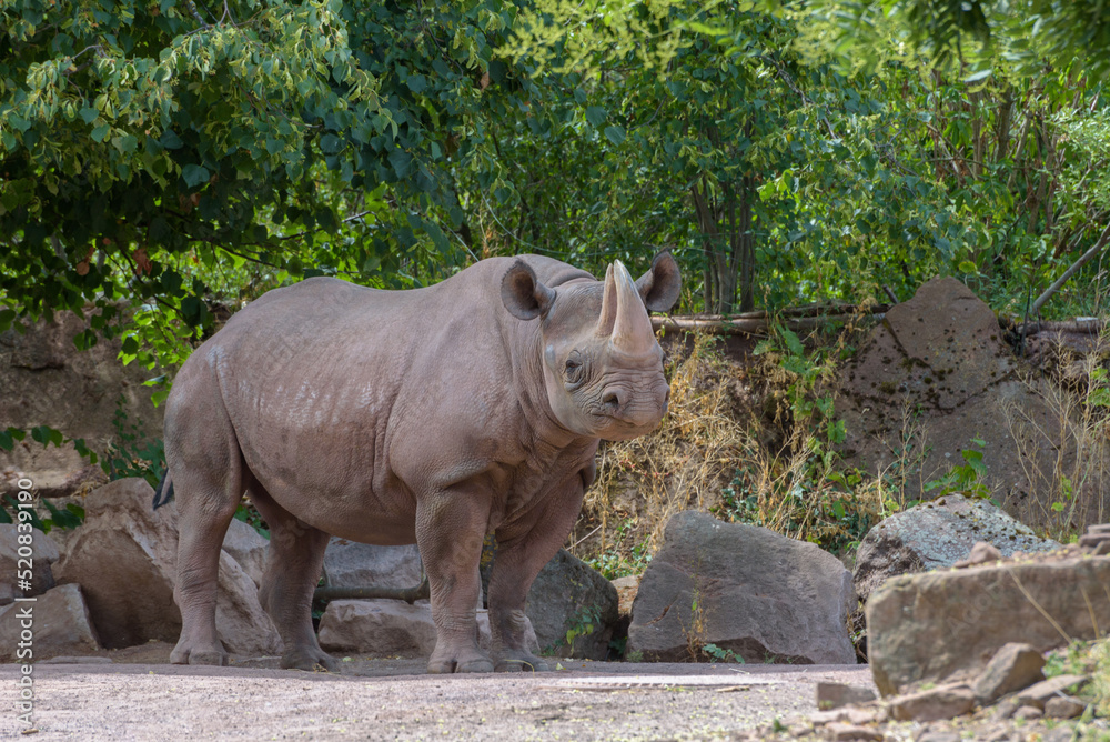 Fototapeta premium Black Rhinoceros, black rhino or hook-lipped rhinoceros