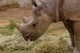 Black Rhinoceros, black rhino or hook-lipped rhinoceros, Diceros bicornis