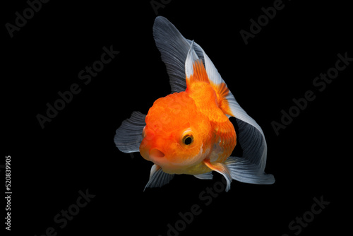 goldfish isolated on black background