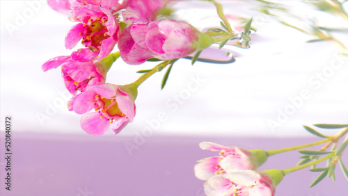 Bouquet in water on isolated background. Stock footage. Beautiful branch with flowers in clear water. Delicate flowers on branch under water on isolated background