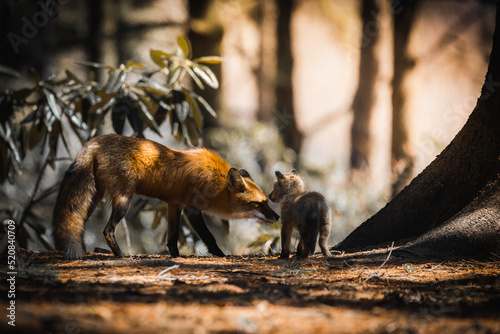 fox/ renards