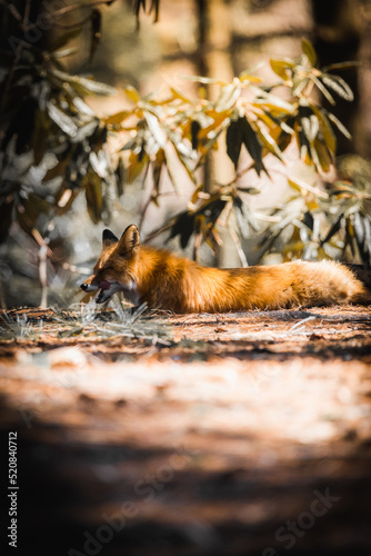 fox/ renards