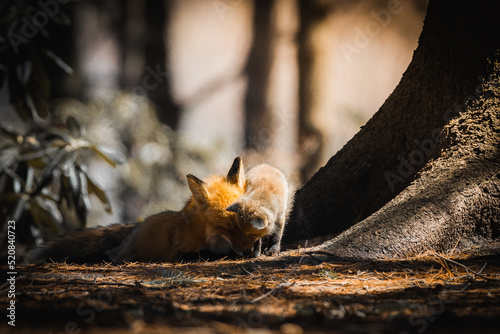 fox/ renards