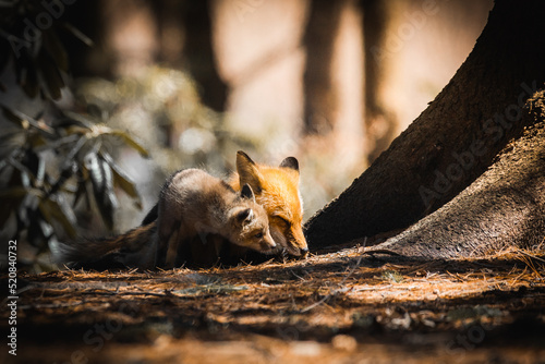 fox/ renards