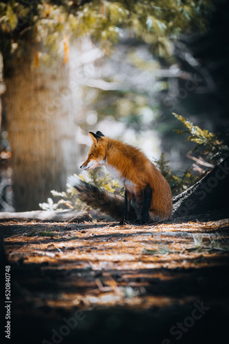fox/ renards
