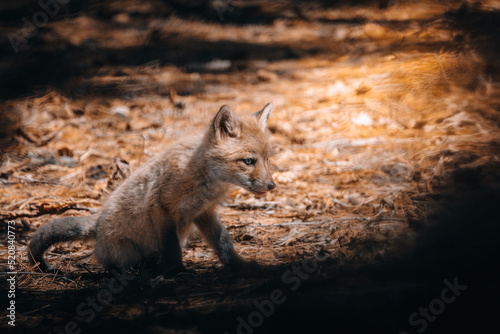fox/ renards