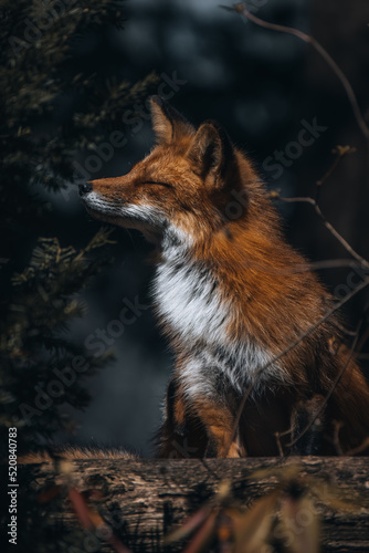 fox/ renards
