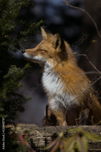 fox/ renards