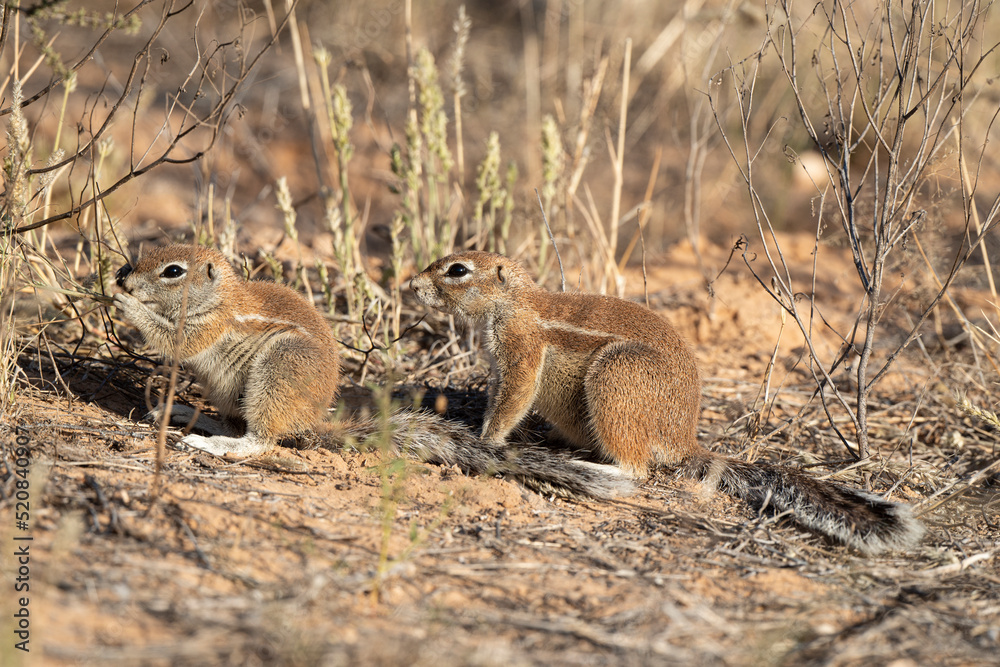 Ecureuil de terre du Cap, Xerus inauris, Désert du Kalahari, Afrique du Sud Ecureuil de terre du Cap, Xerus inauris, Désert du Kalahari, Afrique du Sud