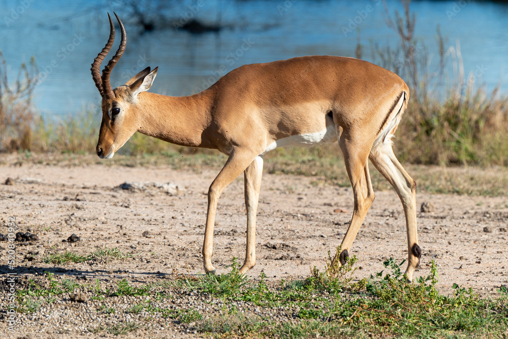 Fototapeta premium Impala, mâle, Aepyceros melampus