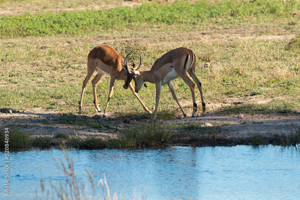 Impala, mâle, combat, Aepyceros melampus Impala, mâle, combat, Aepyceros melampus