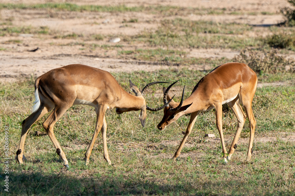 Impala, mâle, combat, Aepyceros melampus
