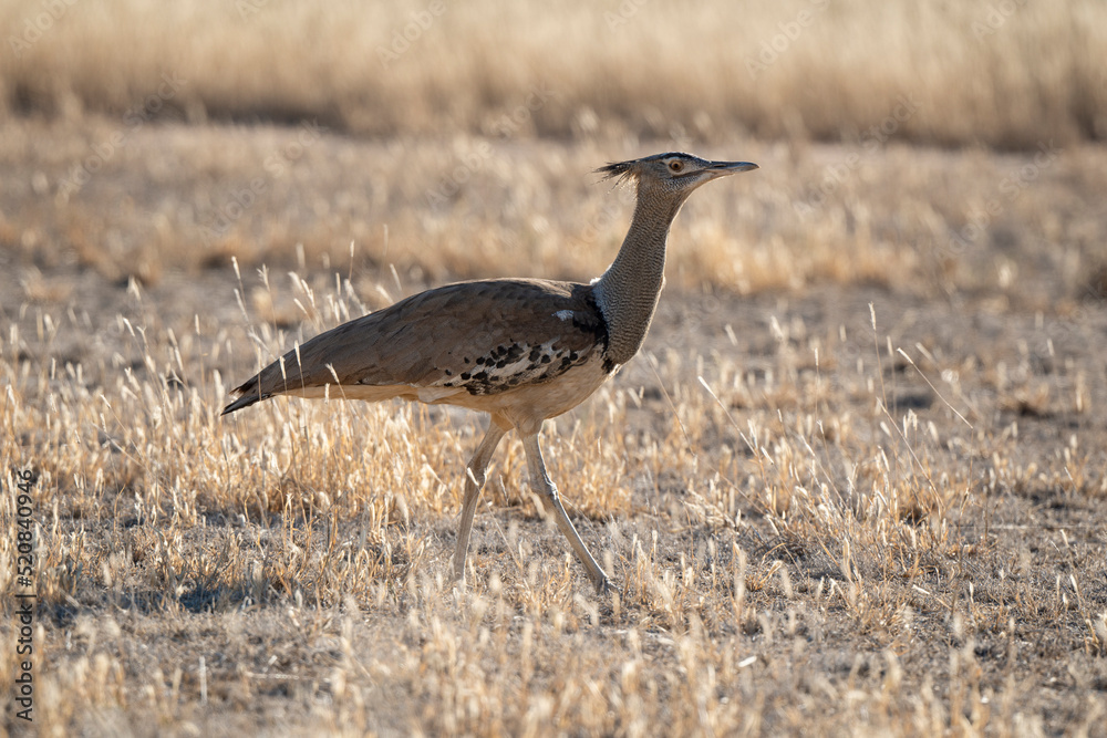 Outarde kori, Ardeotis kori, Kori Bustard, Afrique du Sud Outarde kori, Ardeotis kori, Kori Bustard, Afrique du Sud