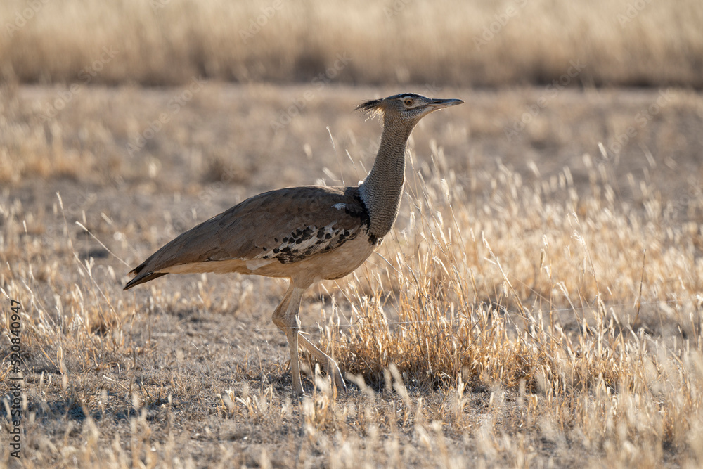 Outarde kori, Ardeotis kori, Kori Bustard, Afrique du Sud Outarde kori, Ardeotis kori, Kori Bustard, Afrique du Sud