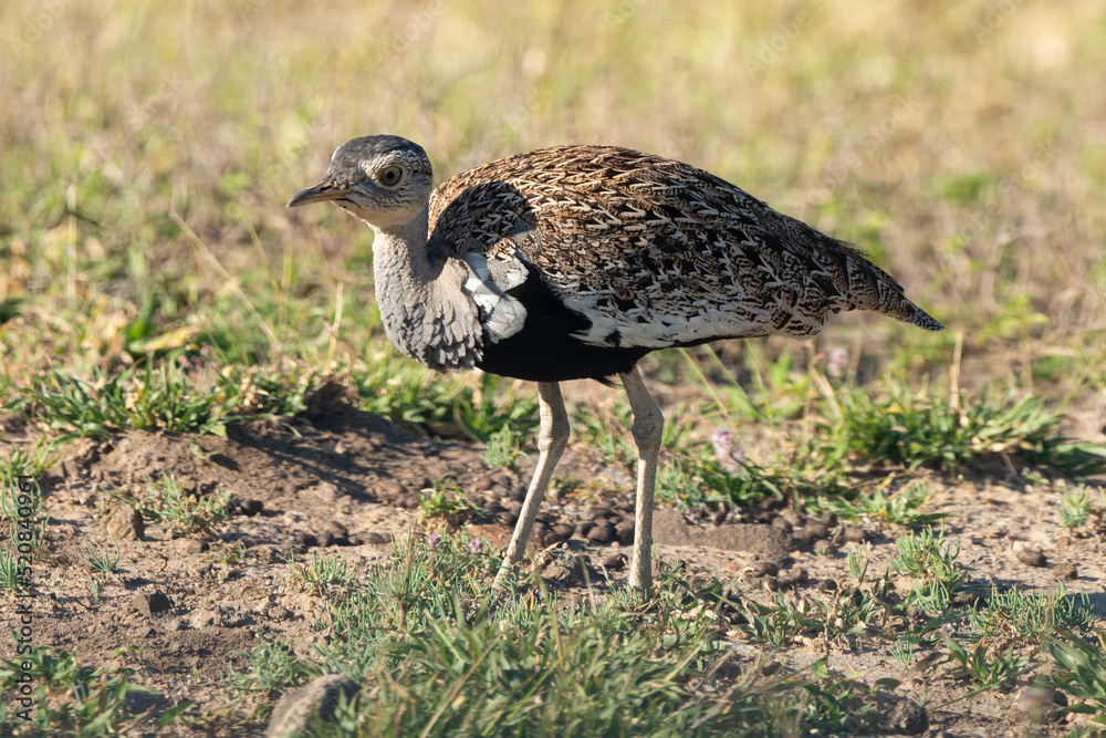 Outarde houppette,. Lophotis ruficrista, Red crested Korhaan Outarde houppette,. Lophotis ruficrista, Red crested Korhaan