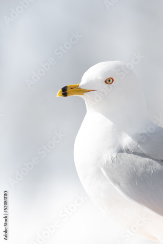 Wild birds canada
