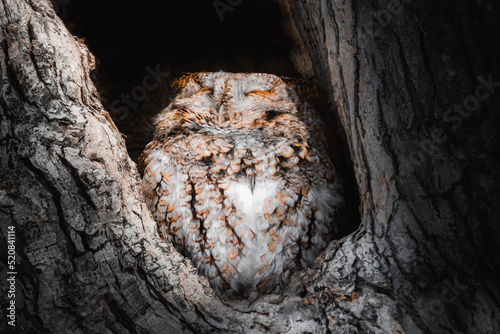 Wild Owls