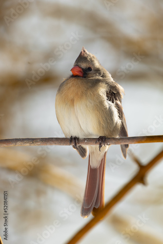 Wild birds canada