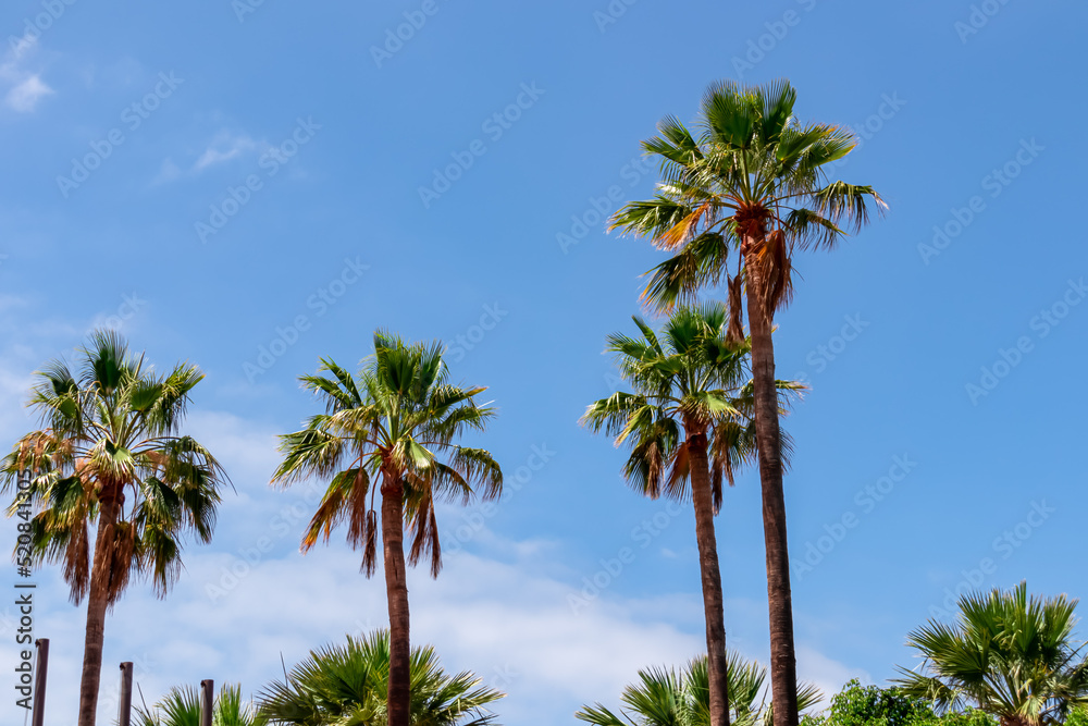 Obraz premium Group of big palm trees in summer with blue sky background on Tenerife, Canary Islands, Spain, Europe. Tropical forest on island with idyllic vacation atmosphere. Going on vacation. Travel concept