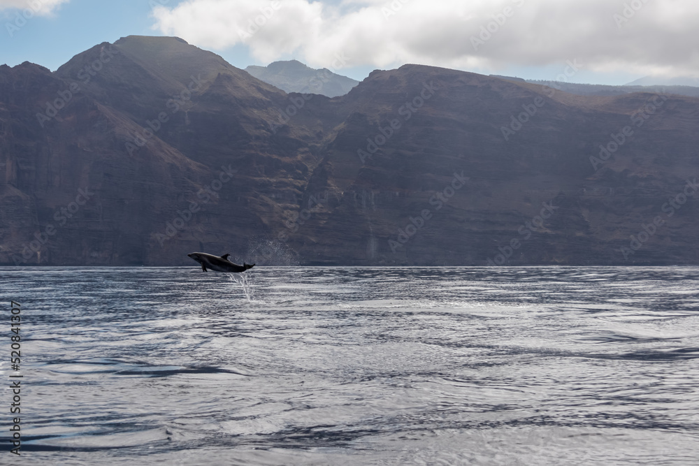 Fototapeta premium Scenic view on jumping bottlenose dolphins sticking out of water near cliff Los Gigantes, Santiago del Teide, west coast Tenerife, Canary Islands, Spain, Europe. Mammals swimming in Atlantic Ocean