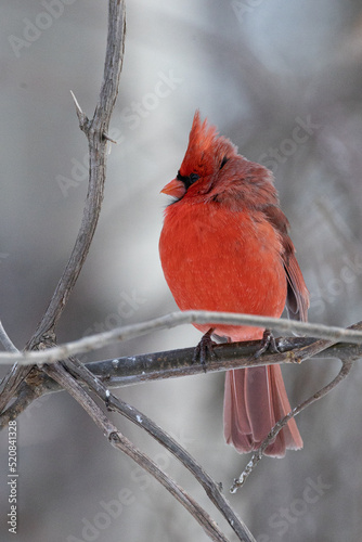 Wild birds canada
