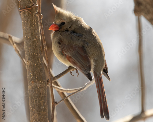 Wild birds canada