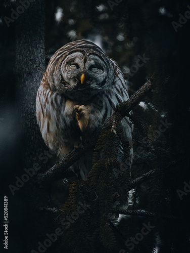 Wild Owls