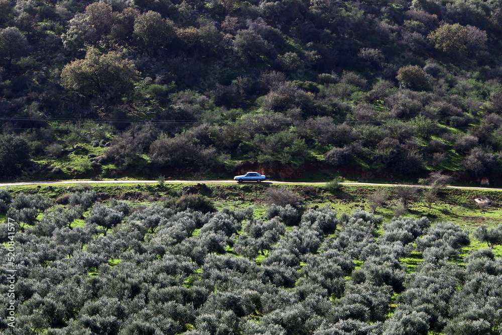 Fototapeta premium Natural landscape in northern Israel.