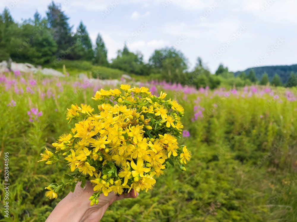 Fototapeta premium Hand holding bouquet of the herb St. John's Wort herb in the mountain . Used to boost mood and provide relief from depression