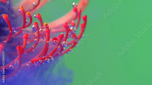 Bright background.Stock footage.The water is filled with purple paint and the paint gently falls on the pink petals of the coral.