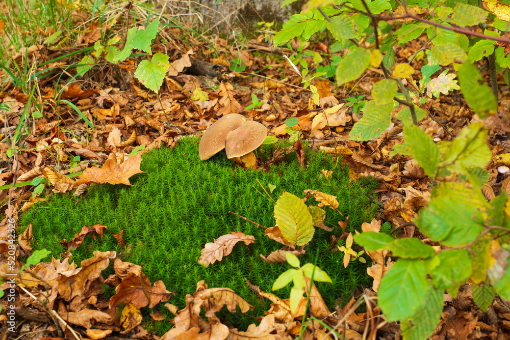 Mushrooms grew in the moss among the fallen leaves Mushrooms grew in the moss among the fallen leaves
