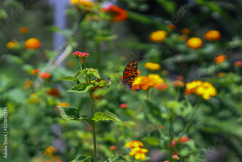 butterfly on a flower