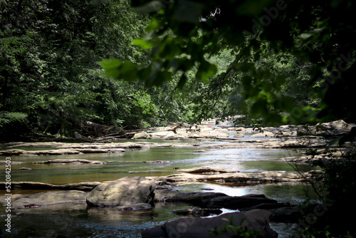 river in the forest