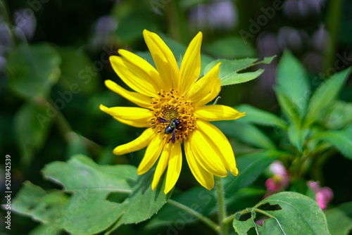 bee on yellow flower