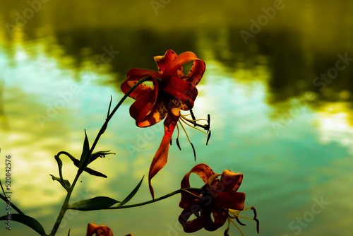 Flower by the lake