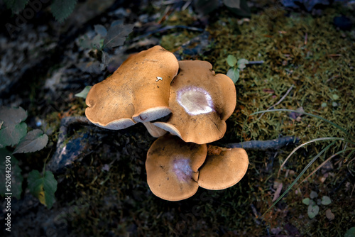 mushrooms in the forest