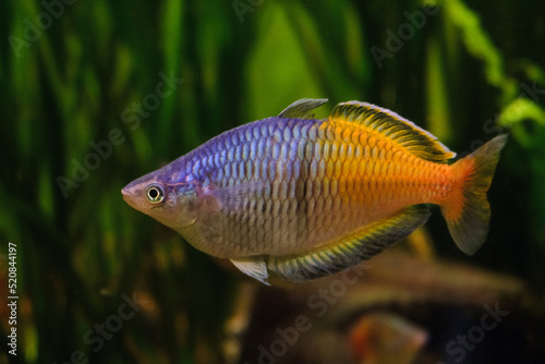 Melanotaenia boesemani fish swims in the water. Boesemani rainbowfish. photo