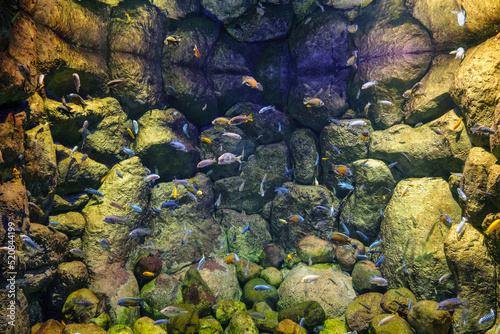 Blue zaire (frontosa cichlid), Copadichromis Kadango, Red fin hap and Cilumba zebra katale fishes swimming underwater.