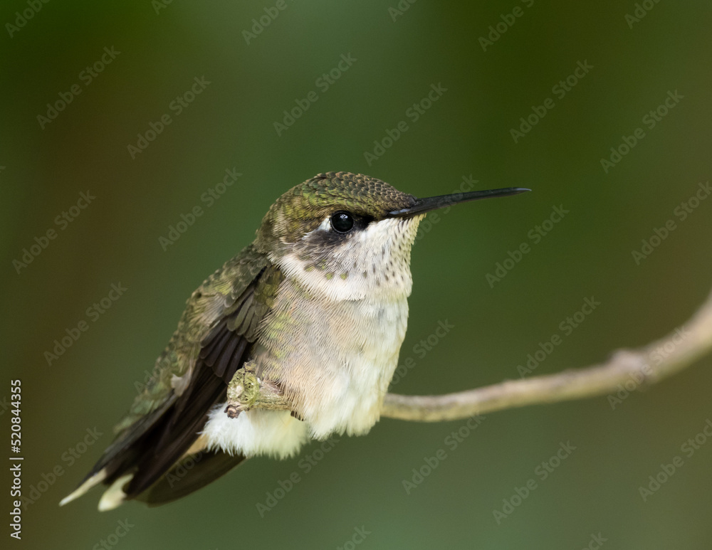 Fototapeta premium Ruby-throated Hummingbird perched on twig
