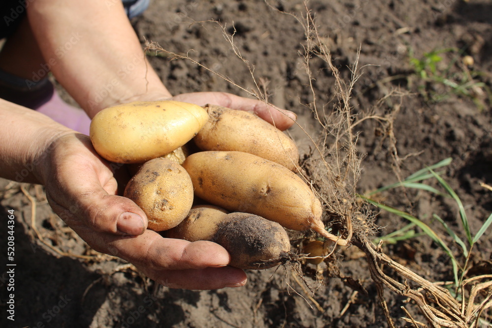 a girl in gloves holds potato tubers in her hands. It's the season to dig up to harvest potatoes. Autumn harvesting. Agriculture farming growing vegetables a girl in gloves holds potato tubers in her hands. It's the season to dig up to harvest potatoes. Autumn harvesting. Agriculture farming growing vegetables