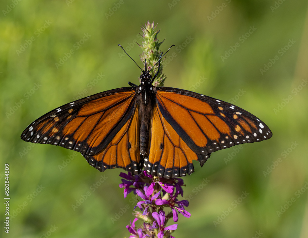Female Monarch butterfly feeding on wildflower Female Monarch butterfly feeding on wildflower