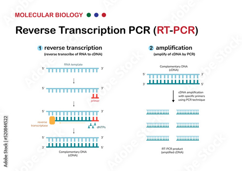 Molecular biology diagram explain concept and process of reverse transcription or RT PCR for amplify genetic material from RNA or detect covid19 virus photo