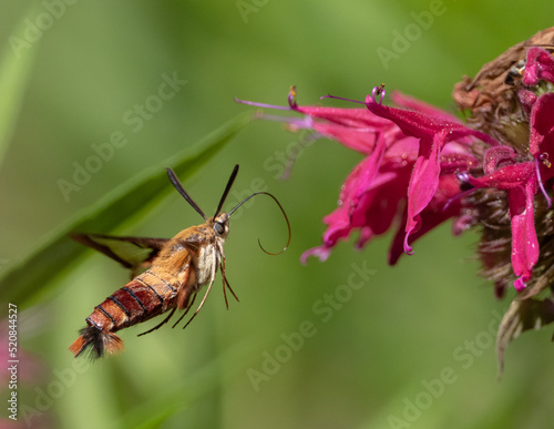 Hummingbird Clearwing Moth feeding on monarda flower photo