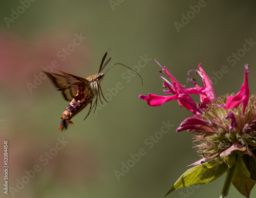 Hummingbird Clearwing Moth feeding on monarda flower photo
